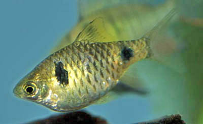 Puntius cumingii